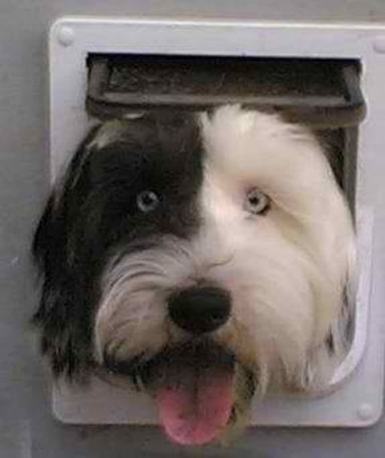 Stella, a Tibetan Terrier tested with EmbarkVet.com