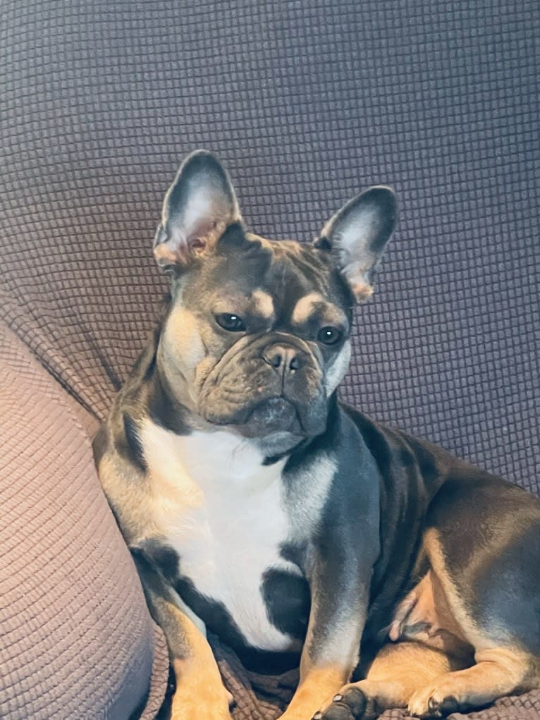 OG Babe or Queen of Cleveland Ohio, a French Bulldog tested with EmbarkVet.com