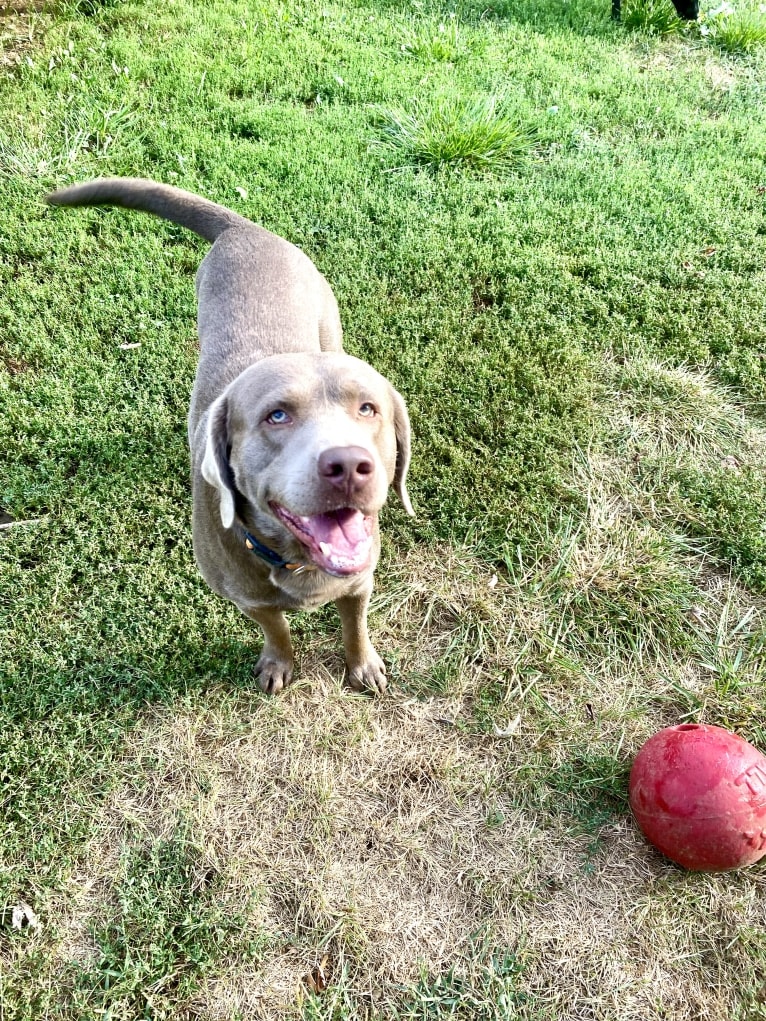 Uncanny Silver Havok, a Labrador Retriever tested with EmbarkVet.com