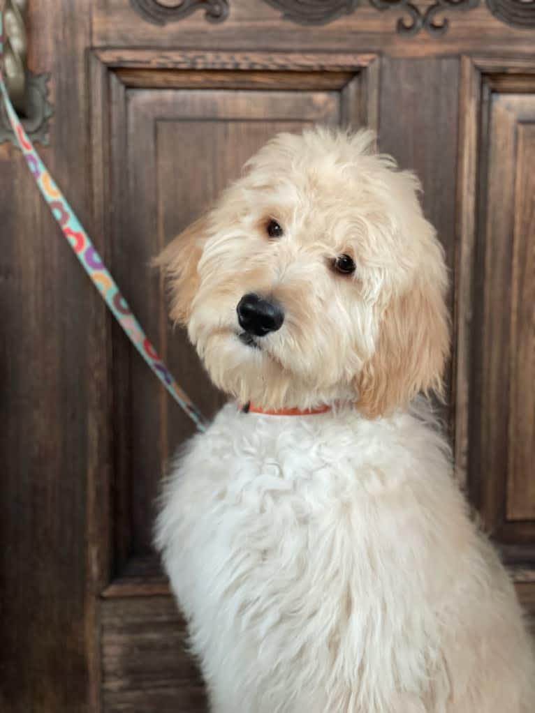 Miss Bi, a Goldendoodle tested with EmbarkVet.com