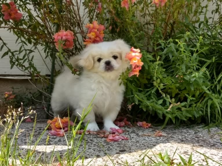 Marsha, a Pekingese tested with EmbarkVet.com