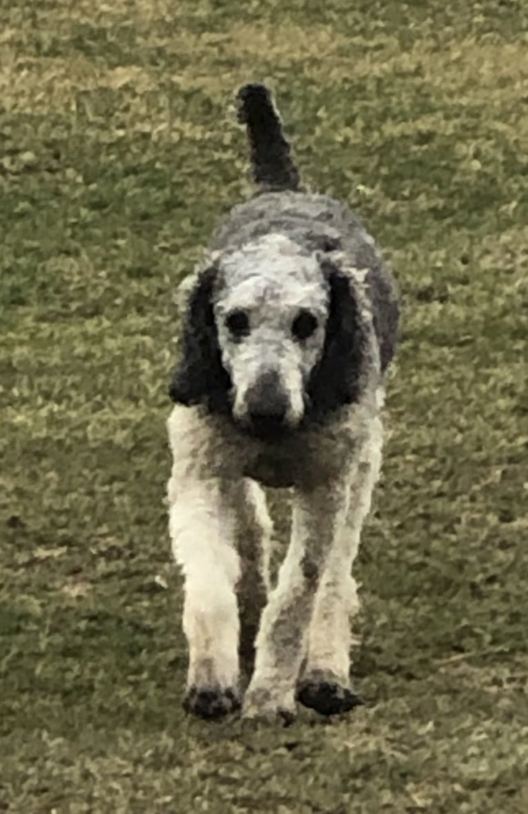 Josie, a Poodle (Standard) tested with EmbarkVet.com