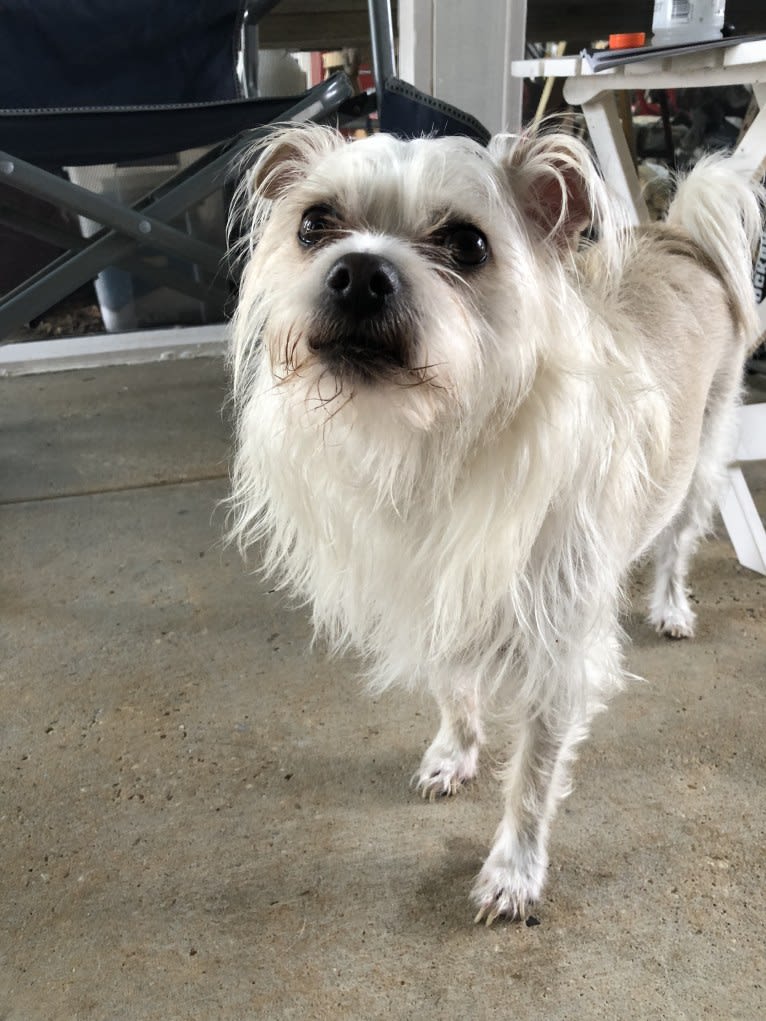 Ollie, a Chihuahua and Poodle (Small) mix tested with EmbarkVet.com