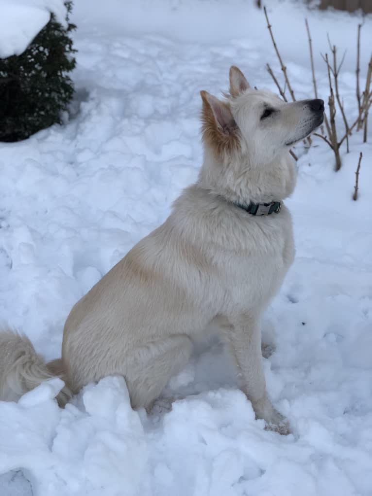 Nina, a German Shepherd Dog and Great Pyrenees mix tested with EmbarkVet.com
