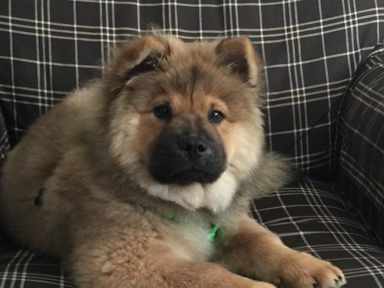 Satchmo, a Chow Chow tested with EmbarkVet.com