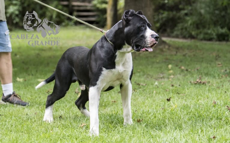 Tuxedo, a Perro de Presa Canario tested with EmbarkVet.com