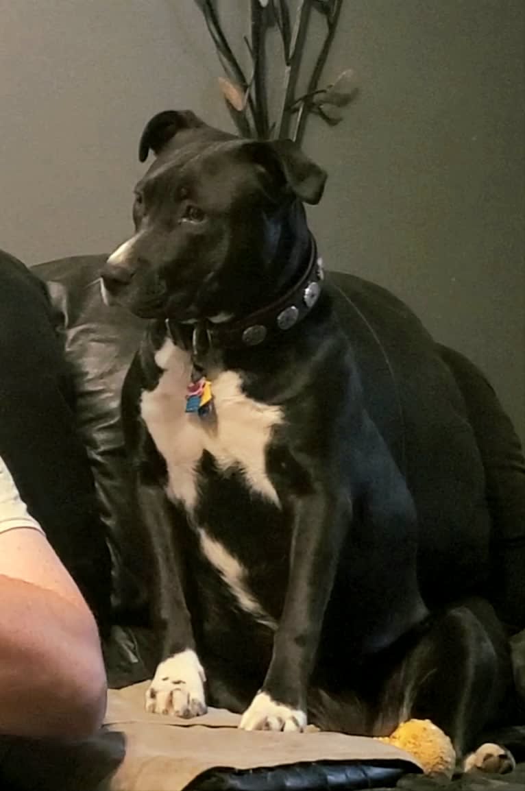 Luna, an American Pit Bull Terrier tested with EmbarkVet.com