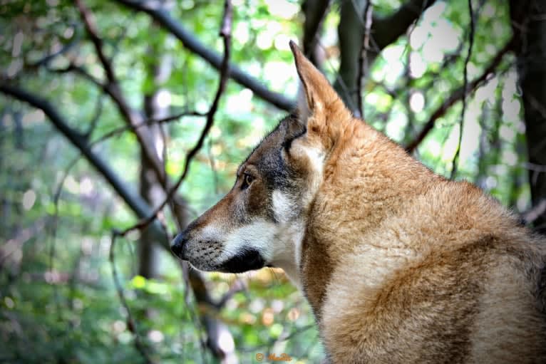 O'Badr al-Budur de l'Eden des Shokou, a Saarloos Wolfdog tested with EmbarkVet.com