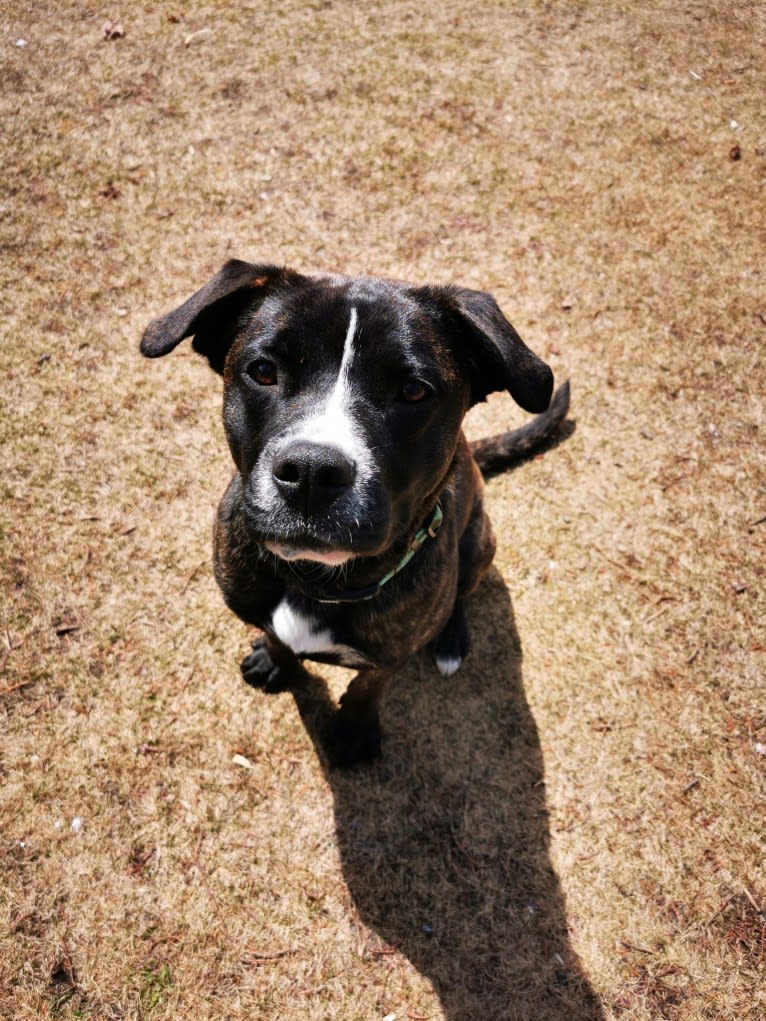 Abby, a German Shepherd Dog and Bulldog mix tested with EmbarkVet.com