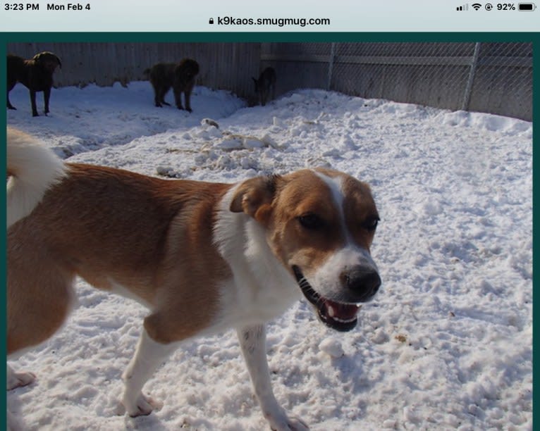 Mabel, an Australian Cattle Dog and Chow Chow mix tested with EmbarkVet.com