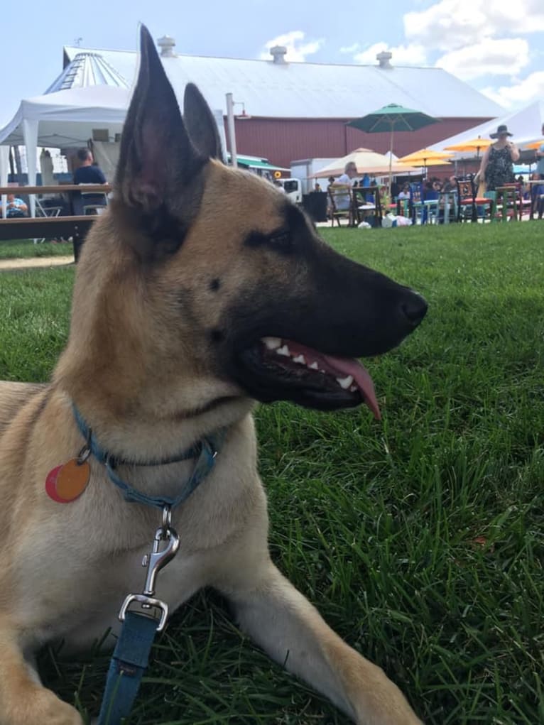 Cooper, a Siberian Husky and American Staffordshire Terrier mix tested with EmbarkVet.com