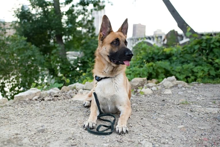 Thorin Oakenshield, a German Shepherd Dog tested with EmbarkVet.com