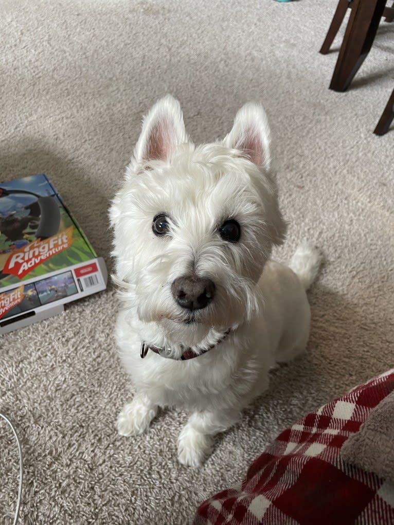 Dylan, a West Highland White Terrier tested with EmbarkVet.com