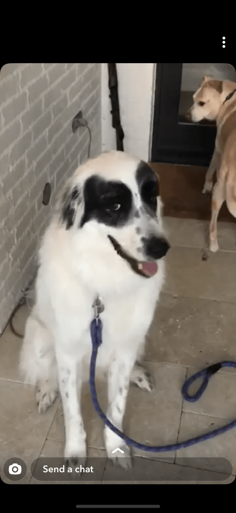 Zorro, a Great Pyrenees tested with EmbarkVet.com