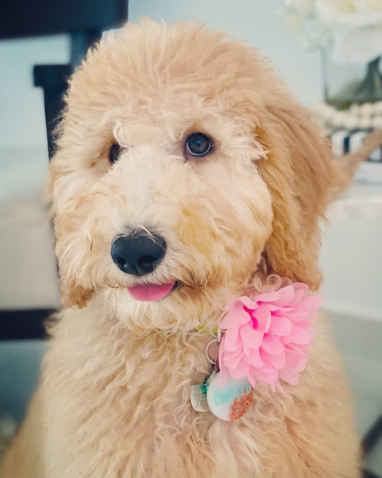 Chelsea, a Goldendoodle tested with EmbarkVet.com