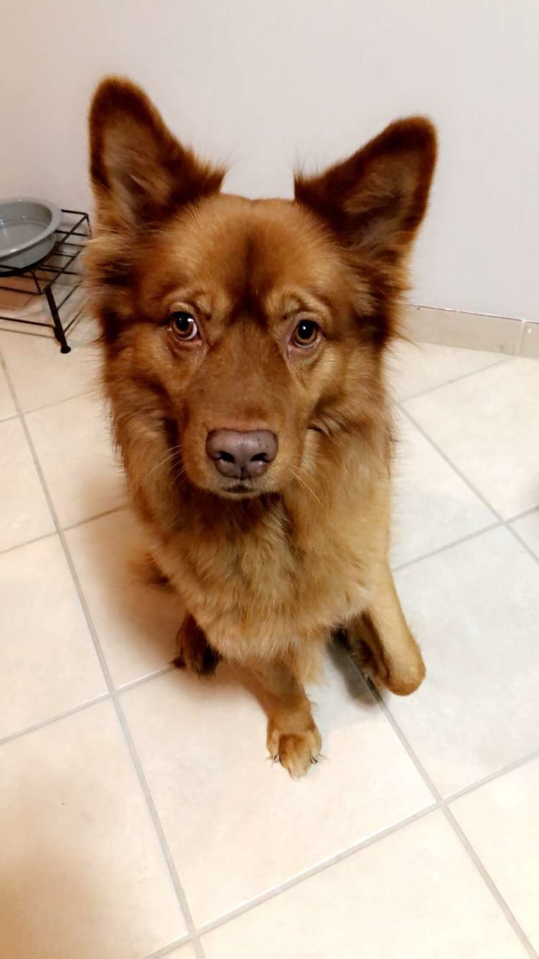 PHOENIX, a Chow Chow and Australian Shepherd mix tested with EmbarkVet.com