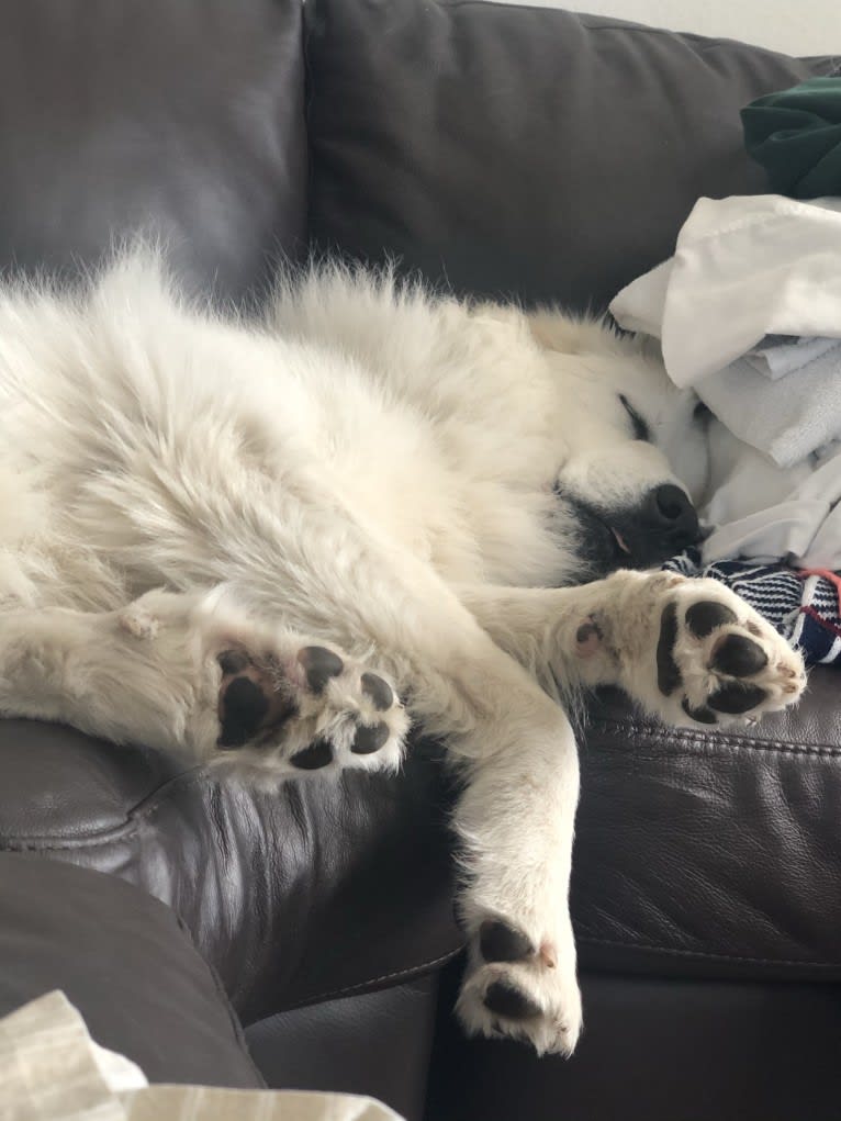 Looney “Chik’in Mini Bandit” Bear, a Great Pyrenees tested with EmbarkVet.com