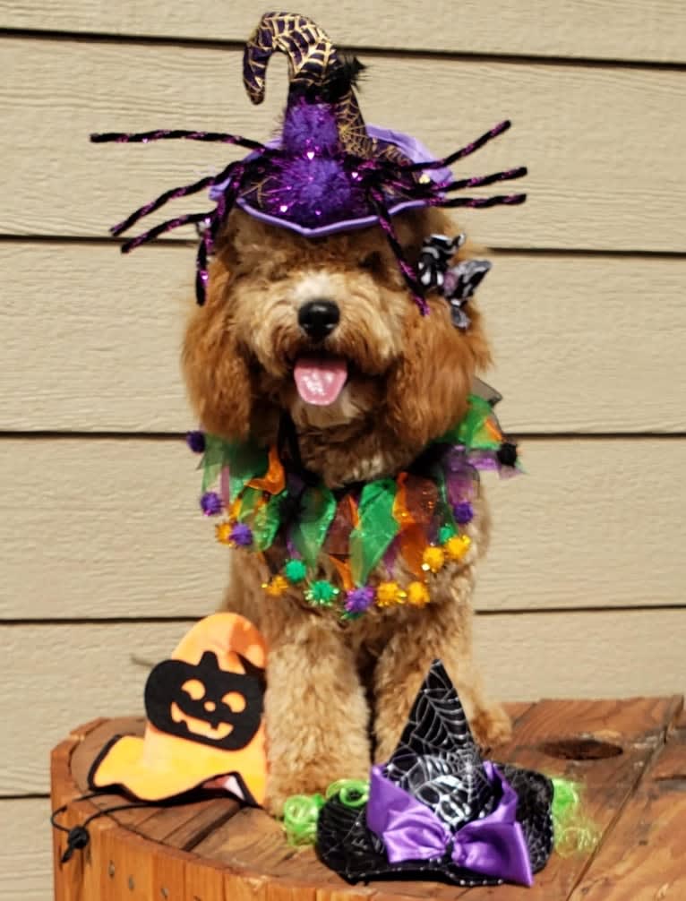 Chloe, a Poodle (Small) and Cocker Spaniel mix tested with EmbarkVet.com