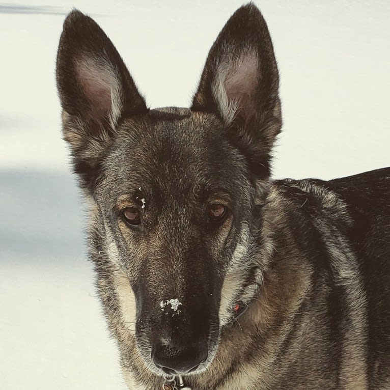 Balto, a German Shepherd Dog tested with EmbarkVet.com