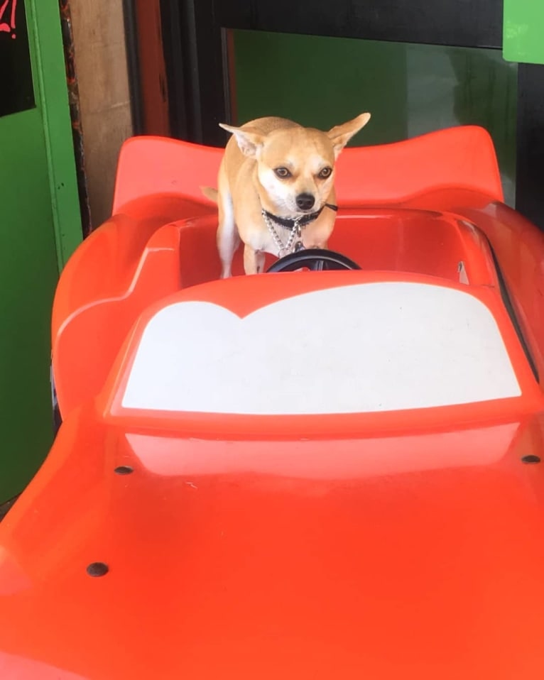 JOE, a Chihuahua and Yorkshire Terrier mix tested with EmbarkVet.com