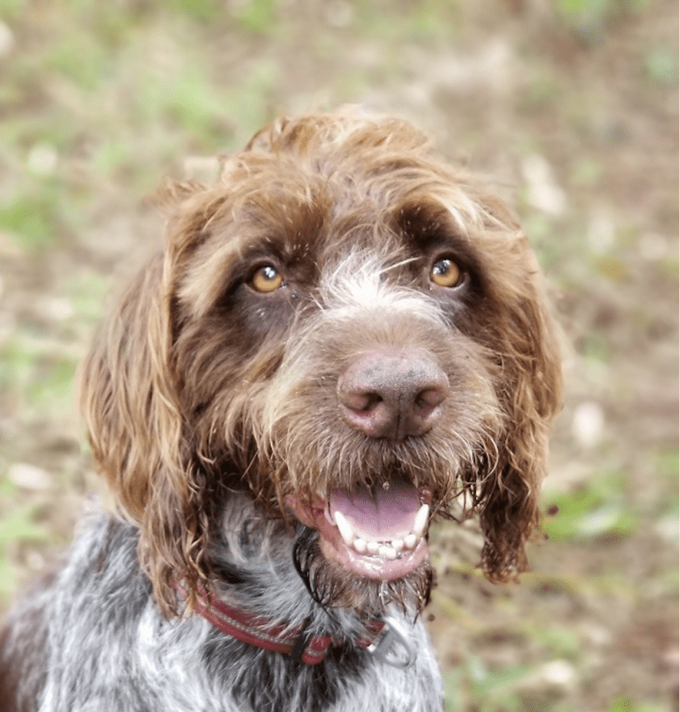 Didi, a German Wirehaired Pointer tested with EmbarkVet.com