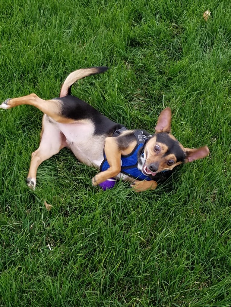 Milo, a Yorkshire Terrier and Australian Shepherd mix tested with EmbarkVet.com