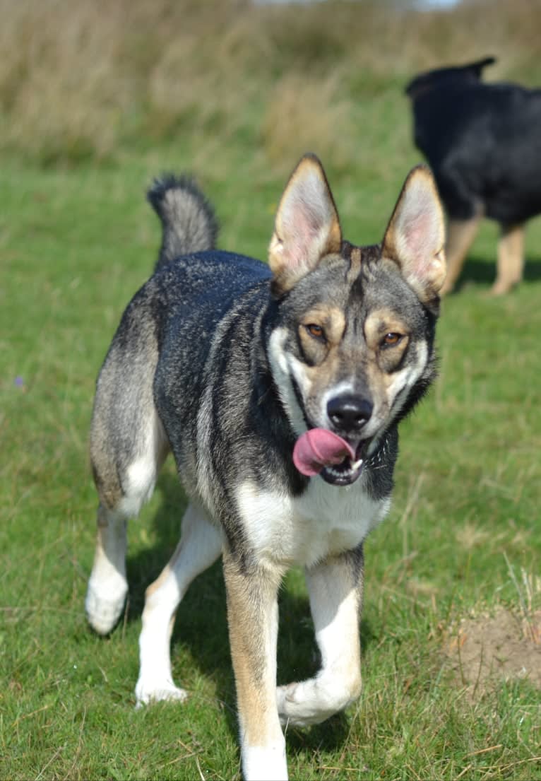 Koda, a German Shepherd Dog and Siberian Husky mix tested with EmbarkVet.com