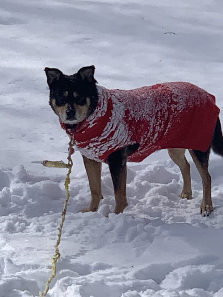 Cythera, an Australian Cattle Dog and American Pit Bull Terrier mix tested with EmbarkVet.com