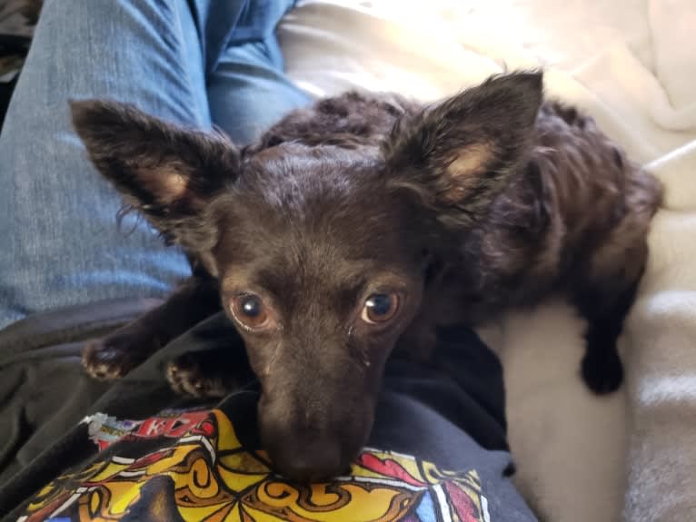 Pomeranian chihuahua sale poodle mix