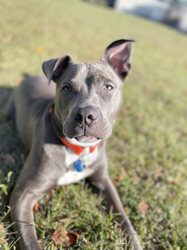 Oliver, an American Pit Bull Terrier tested with EmbarkVet.com