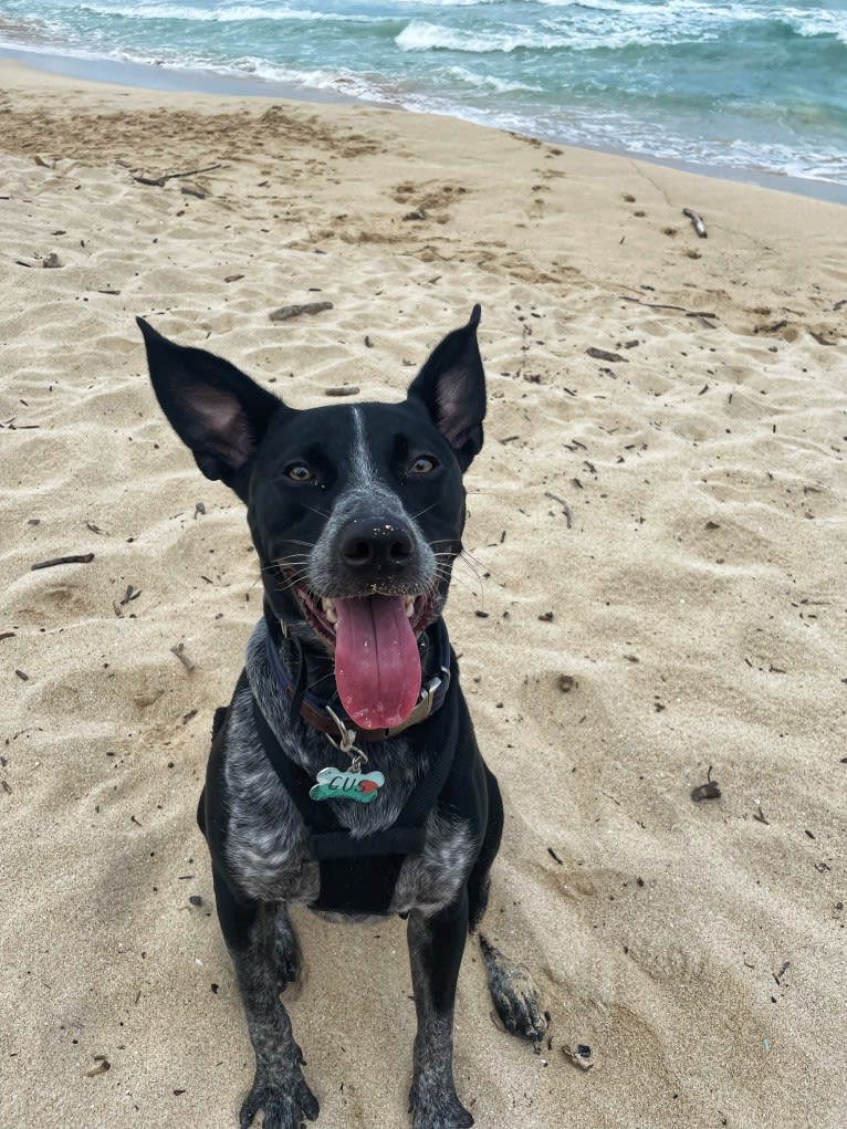 Gus, an Australian Shepherd and Australian Cattle Dog mix tested with EmbarkVet.com