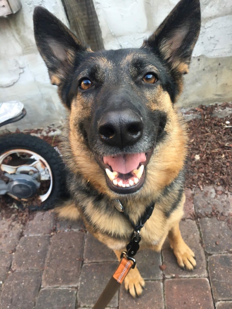 Daisy, a German Shepherd Dog tested with EmbarkVet.com