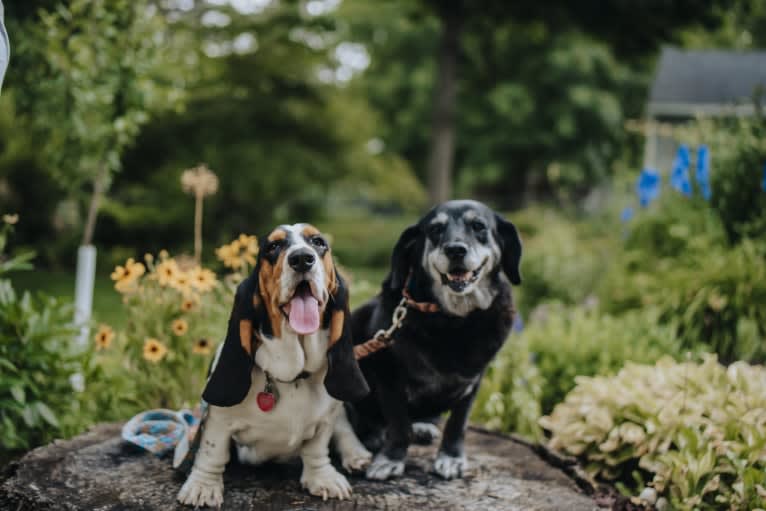 Luna, a Basset Hound tested with EmbarkVet.com