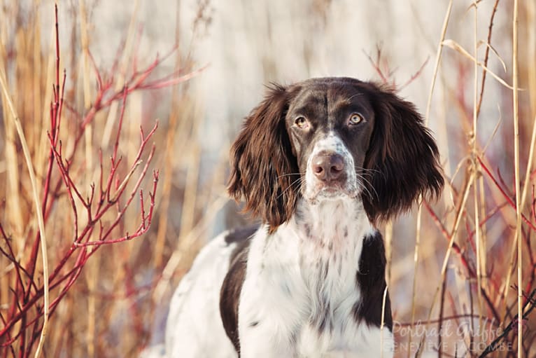 D'Arthémis Dalhia Dautray, a French Spaniel tested with EmbarkVet.com