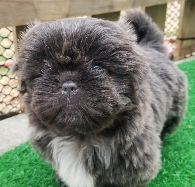 Morpheus, a Shih Tzu tested with EmbarkVet.com