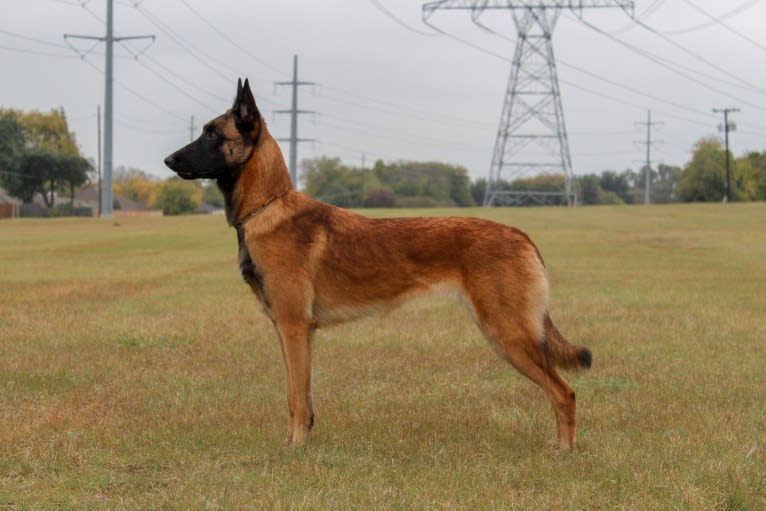 Malady, a Belgian Shepherd tested with EmbarkVet.com