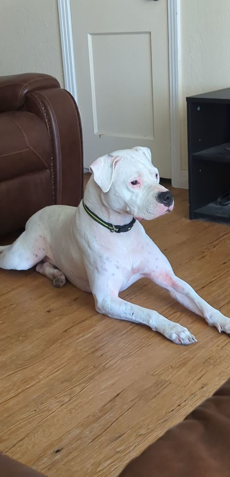 Atreus, a Dogo Argentino tested with EmbarkVet.com