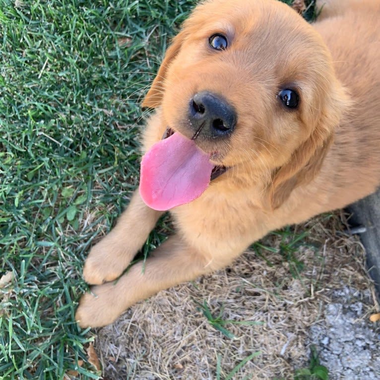 Georgia, a Golden Retriever tested with EmbarkVet.com