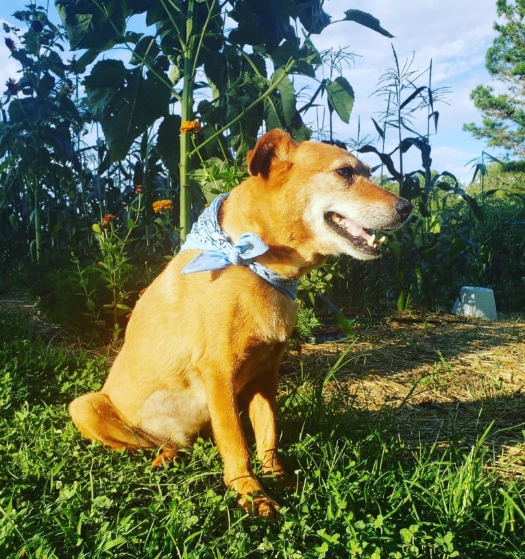 Riley, an Australian Cattle Dog and Labrador Retriever mix tested with EmbarkVet.com