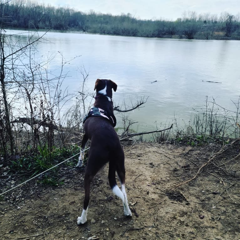 Hershey, a Chihuahua and Boxer mix tested with EmbarkVet.com