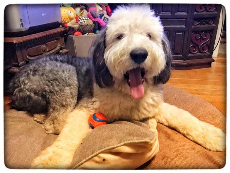 Winston, an Old English Sheepdog tested with EmbarkVet.com