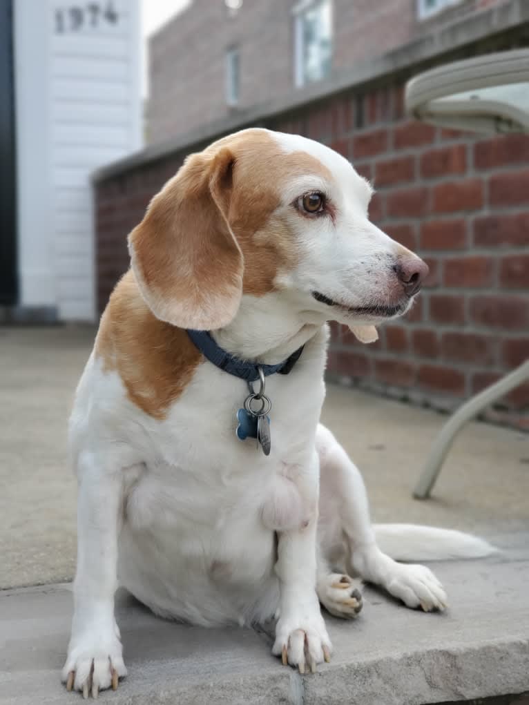 Tucker, a Beagle tested with EmbarkVet.com