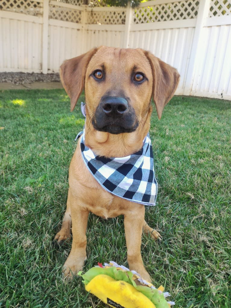 Cody, a Basset Hound and Australian Cattle Dog mix tested with EmbarkVet.com