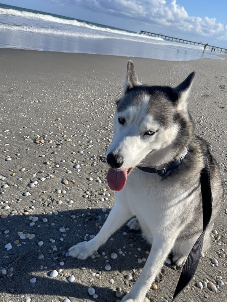 Caine, a Siberian Husky tested with EmbarkVet.com