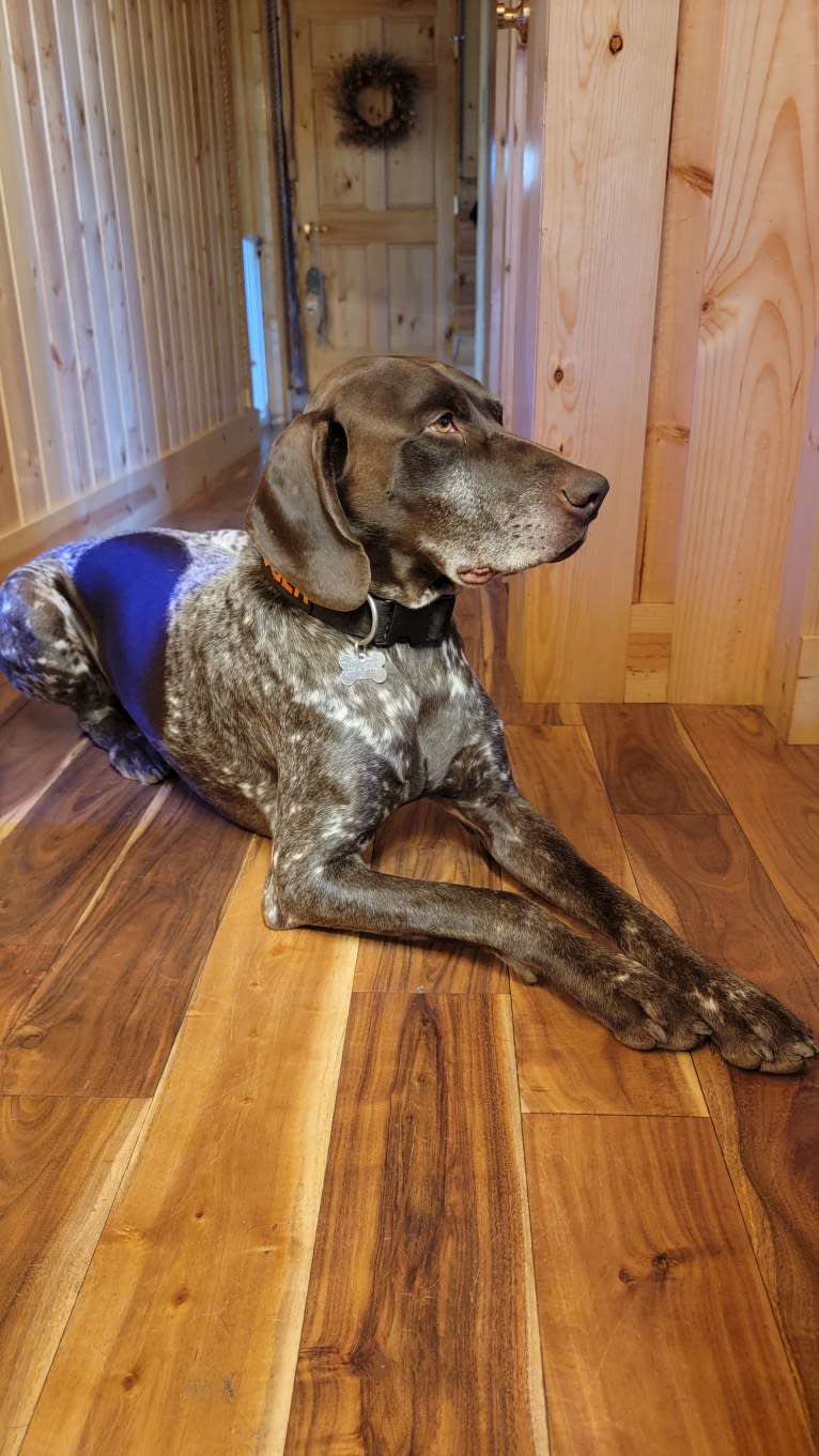 Ruger, a German Shorthaired Pointer tested with EmbarkVet.com