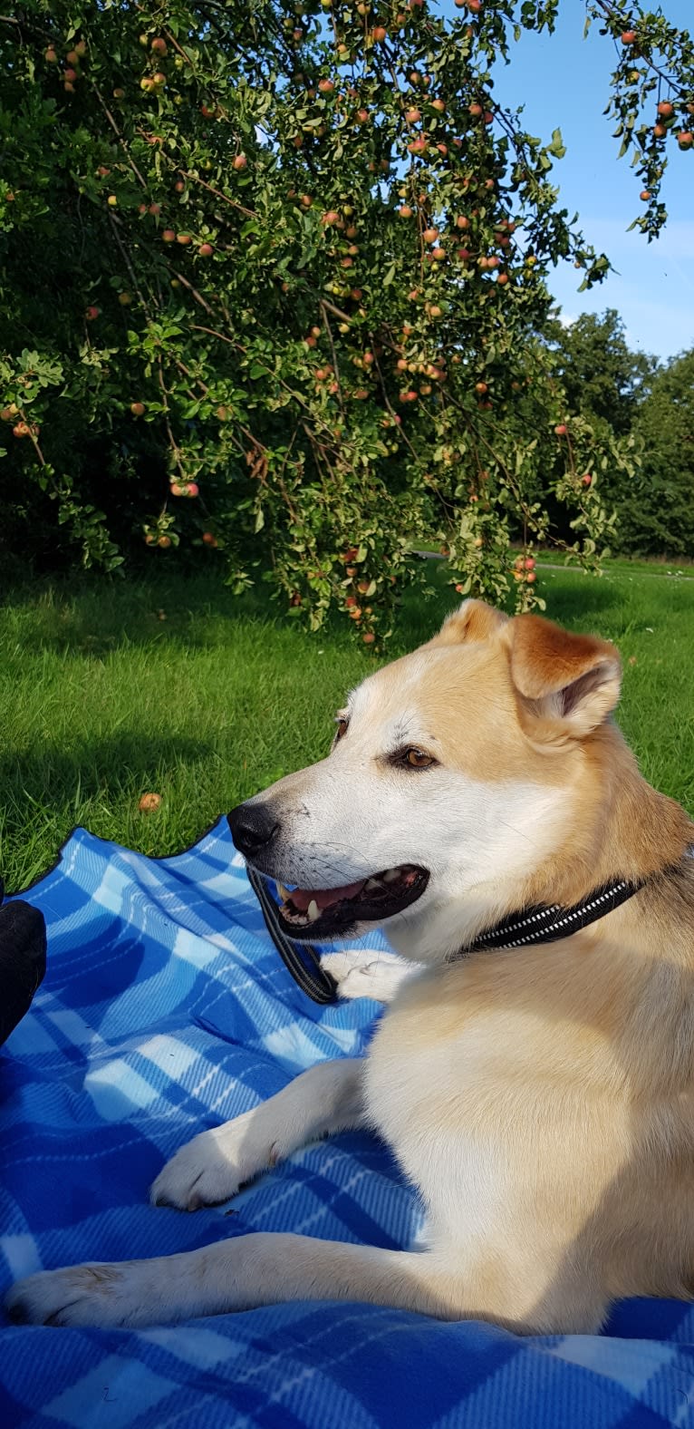 Nalle, an European Village Dog tested with EmbarkVet.com