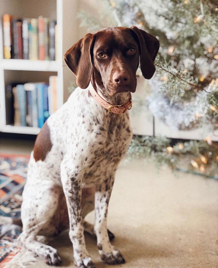 Juniper, a German Shorthaired Pointer tested with EmbarkVet.com