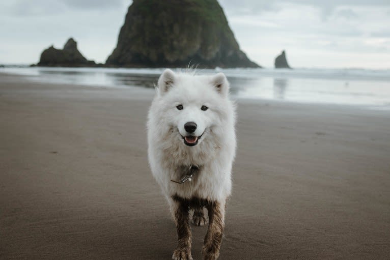 Atlas, a Samoyed tested with EmbarkVet.com