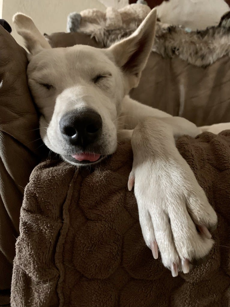 Chester, a Siberian Husky and American Pit Bull Terrier mix tested with EmbarkVet.com