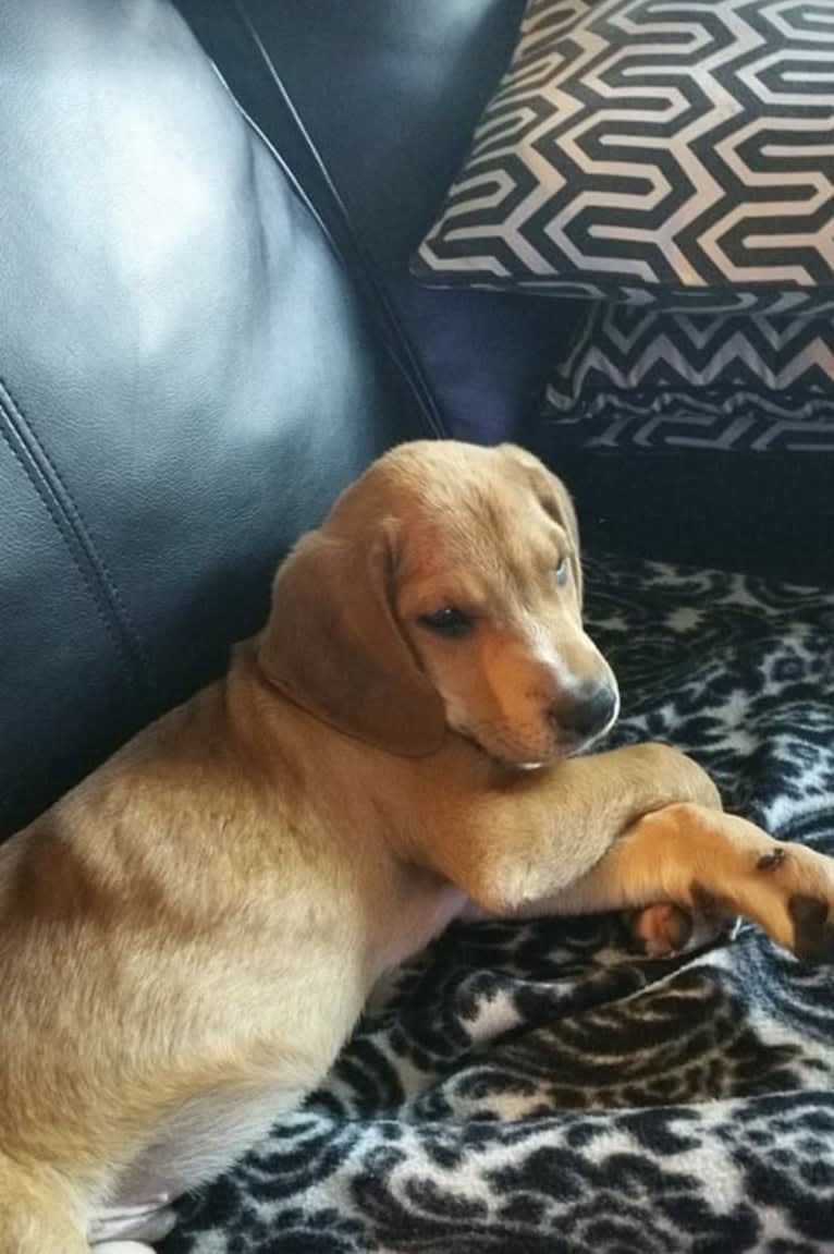 George, a Redbone Coonhound and Siberian Husky mix tested with EmbarkVet.com